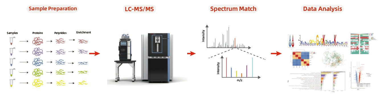 修饰蛋白质组学分析流程